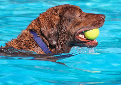 A Clean Pet Care Facility Keeps Tails Wag 'N